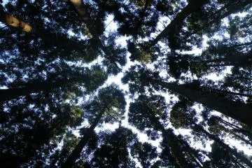 <p>Often we just look at things that are eye-level, and we miss the magnificence above us.</p>