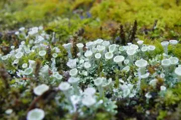 <p>This caught my eye as I was walking along the road. I had to zoom in because of how tiny the plants were, but I'm glad I did because they are so beautiful!</p>
