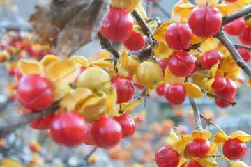 <p>Akiu has an abundance of beautiful flora. &nbsp;</p>