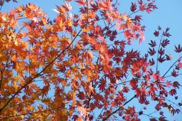 <p>Shades of autumn.</p>