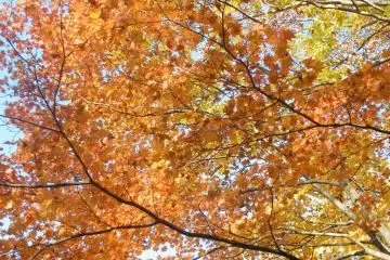 More shades of autumn.