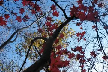 <p>When I looked up at this tree, I saw the gold peeking in from the tree behind. How lovely they blended in together!</p>