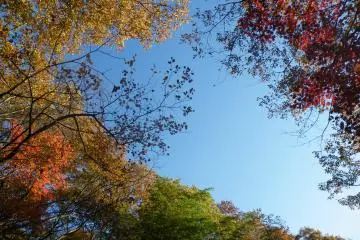 A magnificent view of Nature's colors overhead.