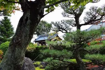<p>Melihat gedung Kuri di seberang jalan melalui pohon-pohon pinus di taman Jepang</p>