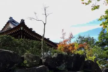 <p>Thin bare tree growing on the rock in front of the belfry</p>