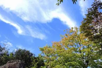 <p>Early autumn leaves under a blue sky</p>