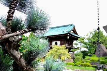 <p>Bonsai pine tree with the main gate in the backdrops</p>