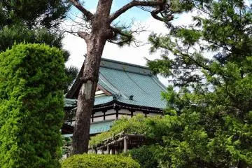 <p>Looking at the main temple building through pine trees and a wisteria trellis</p>
