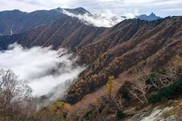 Autumn foliage