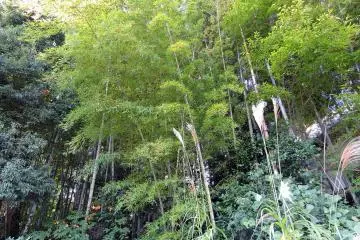 <p>Beautiful bamboo leaves and silver grass at Taicho-ji Temple</p>