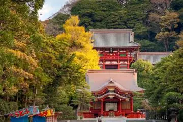 <p>Le sanctuaire Tsurugaoka Hachiman-g&ucirc;</p>
