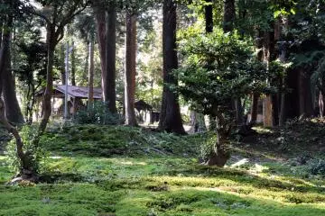 <p>Looking at the small wooden shelters of jizo statues in the forest</p>