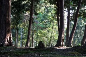 <p>I wonder if the child Taicho wasn't afraid of being alone in this silent woods when meditating?</p>