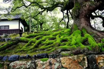 <p>Moss covered roots at the entrance to Shoren-in</p>