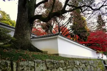 <p>Red maple leaves glow behind the wall</p>