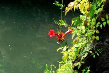 <p>A red Chinese trumpet vine blooms on an island in the pond</p>