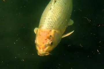 <p>Koi, some of them quite large, lurk in the green water</p>