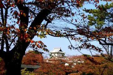 <p>Le feuillage orange des cerisiers</p>