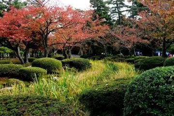 <p>Cherry trees in autumn colors</p>