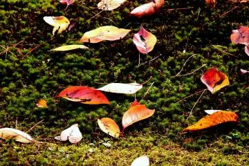 <p>Sakura leaves fallen on the moss</p>