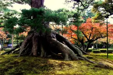 <p>Beautiful root structure of an old pine tree</p>