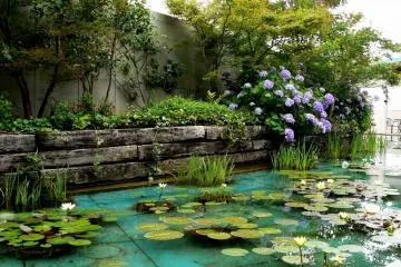 <p>Real water lilies in the Monet courtyard &nbsp;</p>