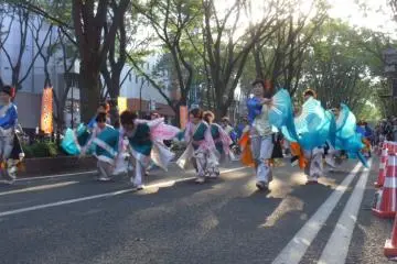 <p>Fans are another common part of yosakoi routines, like these with flowing fabric on the end</p>