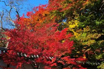 <p>I walked up through the long approach with gorgeous maple trees on both sides, and reached the temple entrance with its white stone walls</p>