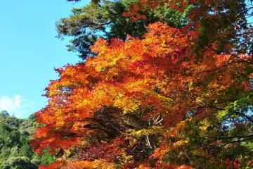 <p>Fiery red maple leaves along the approach to the temple</p>
