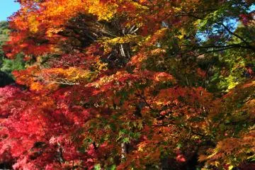 <p>This famous long approach to the temple is called, 'Momiji-no Baba (Riding Grounds with Maple Leaves)', and it's often used as a locale for Autumn Leaves forecasts on TV</p>