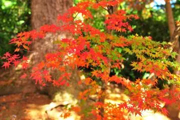 <p>Look at these brilliant natural colors!</p>