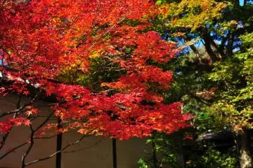 <p>When you see these red leaves with your own eyes, you'll understand why they call this approach, 'Momiji-no Baba (Riding Grounds with Maple Leaves)'</p>