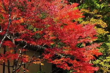 <p>It was a fine day, the best day for autumn leaves viewing!</p>