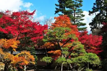 <p>Sometimes, the green color of pine tree eases my mind</p>