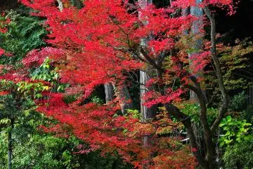 <p>I sat on a wooden floor in the garden beside the Main Hall and relaxed for a while</p>