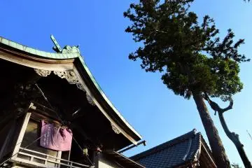 <p>Main hall (in front), the prayer hall, and a tall pine tree reaching high up into the blue sky</p>