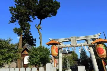 <p>Sky-high pine trees and the torii gate viewed from Phoenix Street of Fukui city</p>
