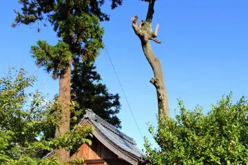 <p>These trees are amazingly thin but tall, how could they be?</p>