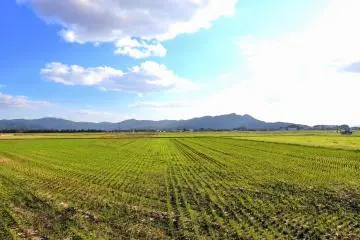<p>Look around and you'll find an endless stretch of rice fields</p>