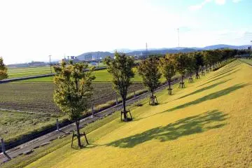 <p>Trees casting shadows on the lawn...it would be nice to lie down and bask in the sun here!</p>