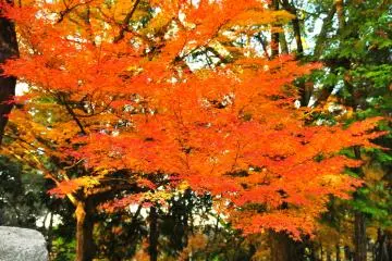 <p>Gentle vermilion color of maple leaves near Hatto Hall</p>