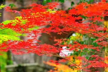 <p>Brilliant maple leaves around the canal tunnel are pleasing to the eye</p>