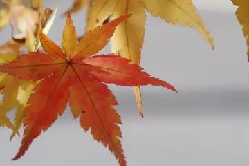 <p>Autumn is really beautiful here in the highlands</p>