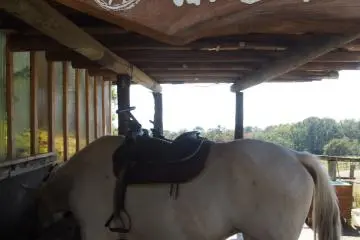 <p>There are a number of horses available to ride, supervised of course!</p>