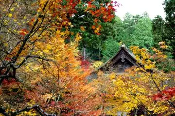 <p>The roof of the temple's main hall peeking over the trees &nbsp;</p>