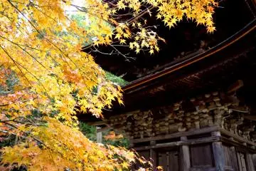 <p>Yellow leaves contrast with dark wood</p>