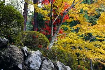 <p>Red and yellow maples overhang a rough stone wall</p>