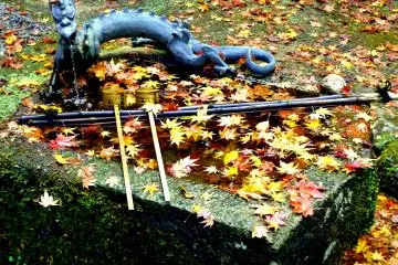 <p>Autumn leaves floating in the water basin</p>