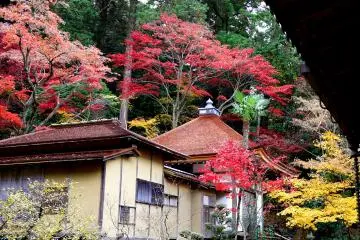 <p>The teahouse</p>