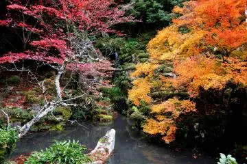 <p>The red maple was past its best, but the yellow maple was showing its full glory</p>